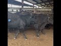 Brangus Heifers bred to Angus Bulls