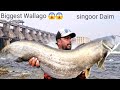 Biggest Wallago Fish | How To catch Pathan Fish | Big Wallago Attu catfish hunting | Fishing Videos