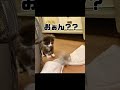 子猫の控えめやんのかステップ shorts