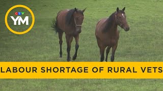 Addressing the Labour Shortage of Rural Vets | Your Morning