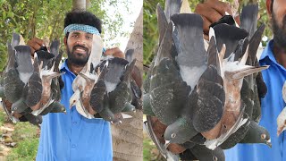 Pigeon Fry in Village Style | Village Man Cookinh | BIGEON FRY IN VILLAGE MAN COOKING