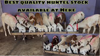 Best quality huntel stock available at @a1goatsheep833