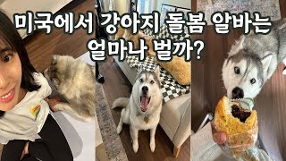 강아지 돌봄 알바하기! | 5박 6일동안 허스키를 집에서 돌보았다 | 미국일상 브이로그