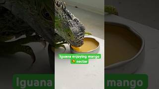 Iguana drinks mango juice #cute #nature #shorts #animals #trending