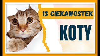 W przerwie od lekcji - 13 ciekawostek o kotach.