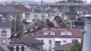 日本のムクドリの生態　（JAPAN Sturnus cineraceus group）