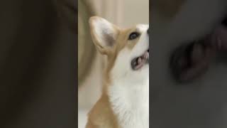 cut cat and dog funny moments