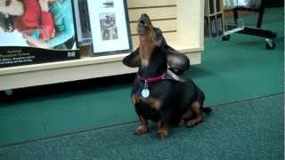 Henry the Dachshund Crying for Mommy