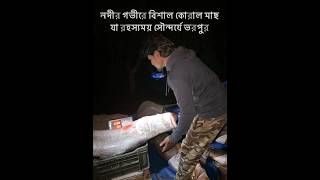 নদীর গভীরের বিশাল কোরাল মাছ, যা রহস্যময় সৌন্দর্যে ভরপুর।  #ibrahimcoastal #ভাইরালমাছ #river #fishing