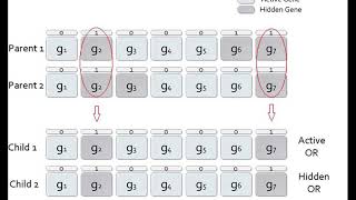 Hidden Genes Genetic Algorithms (HGGA)