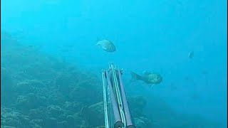 Chasse sous marine Loup fin d’année 2019 en Méditerranée spearfishing