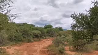 Massive Baobab tree