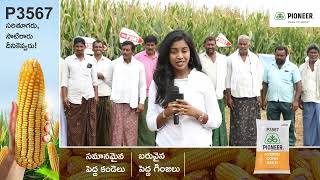 Pioneer P3567 Farmer Ramarao's feedback from Khammam (పయనీర్ P3567 ఖమ్మం రైతు మాటల్లో )