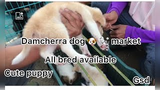 Damcherra Dog market.available in puppy 🐶 all bred