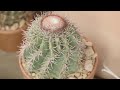 garden collage visits the cactus store in echo park part i