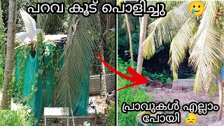 പറവ കൂട് പൊളിച്ചു💔പ്രാവുകൾ എല്ലാം പോയി| പറവ വളർത്തൽ നിർത്തിയോ??