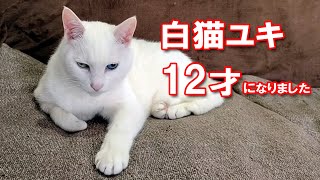 白猫ユキちゃん、12才になりました！