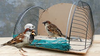 Bird Trap Technology - How To Make A Spring Net Trap For Birds (Works 100%)