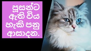 පූසන්ට ඇති විය හැකි පනු ආසාදන.