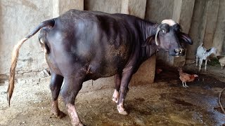 Buffalo Give Birth | My buffalo Trying for baby birth