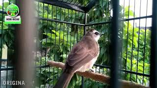 Playtube Pk Ultimate Video Sharing Website