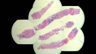 Use Cases - Microscope Stitching - Rendering