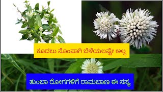 ಹಲವಾರು ಔಷಧಿ ಗುಣಗಳನ್ನು ಹೊಂದಿರುವ ಈ  ಗಿಡದ ಬಗ್ಗೆ ನೀವು ತಿಳಿದುಕೊಳ್ಳಲೇ ಬೇಕು