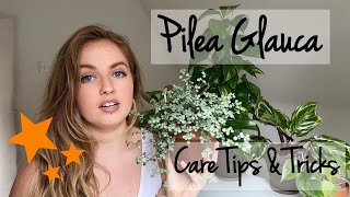 How to Care for Pilea Glauca | Houseplant Care Tips