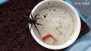 绞蛛捕食金鱼 The twisted spider preys on goldfish