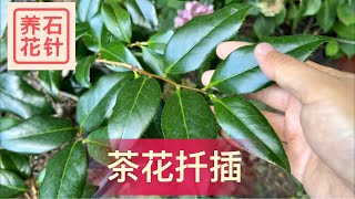 八月扦插：茶花 - camellia cutting