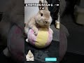 【かわいいうさぎ】うさぎのおもち rabbit もふもふうさぎ うさぎ bunny 癒し ペット