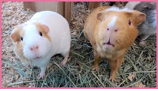 Excited guinea pigs