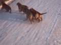 Harbin Tiger Park tiger leaps 20 feet for pheasant