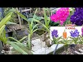 anggrek ekor tupai .Vanda mokara  Vanda dougles minat wa 085856126505