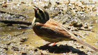 Σιρλοτσίχλονο πίνει νερό  - Cirl Bunting bird drinks water