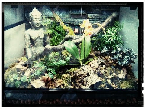Setting up a vivarium for a Pygmy Chameleon Setting up a vivarium for a Pygmy Chameleon
