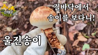 첫송이버섯 산행 | 경북 울진 | 들어서자말자 길바닥에 송이가..아이구야!