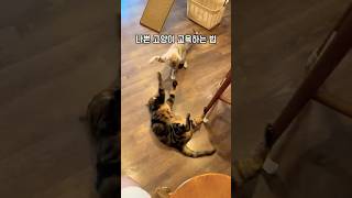 나쁜 고양이 교육하는 법 #shorts #법무법인한설