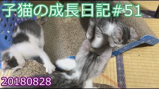 パステル三毛とサバ白の子猫の成長日記#51 20180828