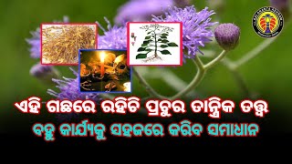 ଏହି ଗଛ, କେବେବଛାଡ଼ନ୍ତୁ ନାହିଁ ଏହାର ମୂଳକୁ। ଜାଣନ୍ତୁ ସେହି ବିଷୟରେ #astrology #tantrik #viral