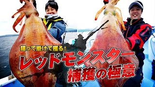 巨大アオリ出現！ティップランで狙うレッドモンスター捕獲の極意in串本沖