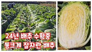 2024년 배추 수확중 통크게 잘자란 괴산절임배추 자연특별시괴산