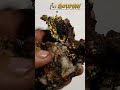 Before and After Cleaning A Rare Gold Specimen