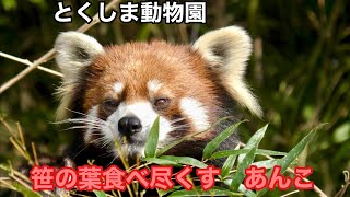 レッサーパンダ　あんこちゃん　笹の葉なくなるまで食べ尽くします【とくしま動物園】Red panda Anko-chan Tokushima Zoo