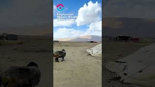 Afghanistan Maidan Wardak Kuchi people Lives #wonderfulplaces #travel #reelsvideo #viralvideo