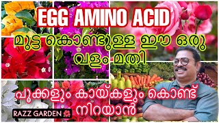 മുട്ട കൊണ്ടൊരു ടോണിക്ക് , ഇത്‌ മതി പൂക്കൾ കൊണ്ടു തോട്ടം മൂടുവാൻ EGG AMINO ACID