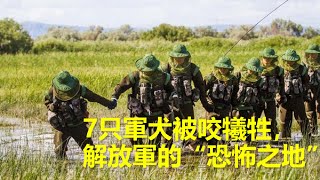 7只軍犬被咬犧牲，三天滅蚊6.5公斤，解放軍的“恐怖之地”