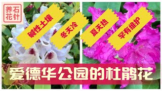 四类杜鹃花 - 多伦多条件艰苦，赏花不易 - 看看各类的特点（Deciduous Azalea落叶杜鹃, Elepidote高山杜鹃, Lepidote, Evergreen Azalea）