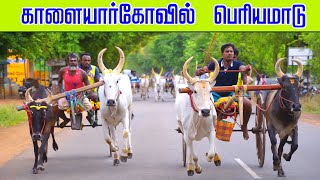 பெரியமாடு காளையார்கோவில் பந்தையம் 08.09.2024