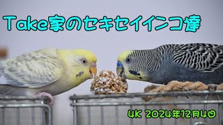 ４K動画　NikonZ30　DX50-250/4.5-6.3で撮影のセキセイインコ動画